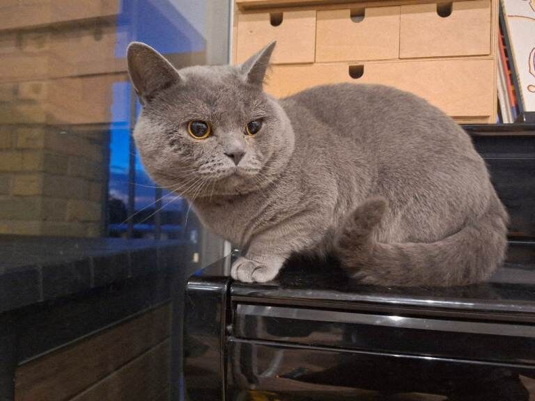 Loving Home Wanted for Our Beautiful British Shorthair