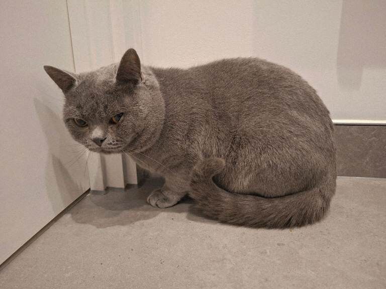 Loving Home Wanted for Our Beautiful British Shorthair - Image 2 of 4