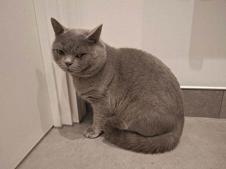 Loving Home Wanted for Our Beautiful British Shorthair - Image 3 of 4