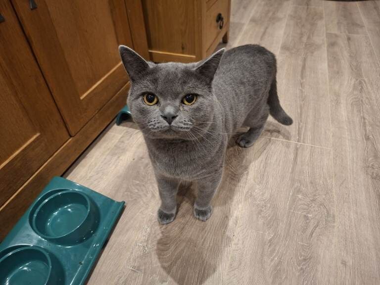 Loving Home Wanted for Our Beautiful British Shorthair - Image 4 of 4