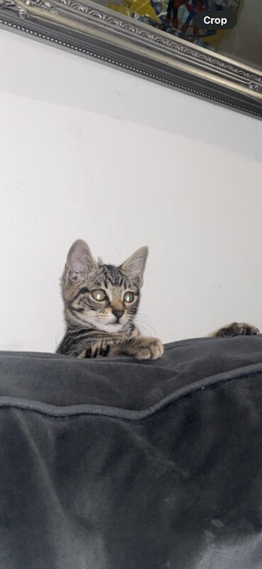 Loving kitten for sale