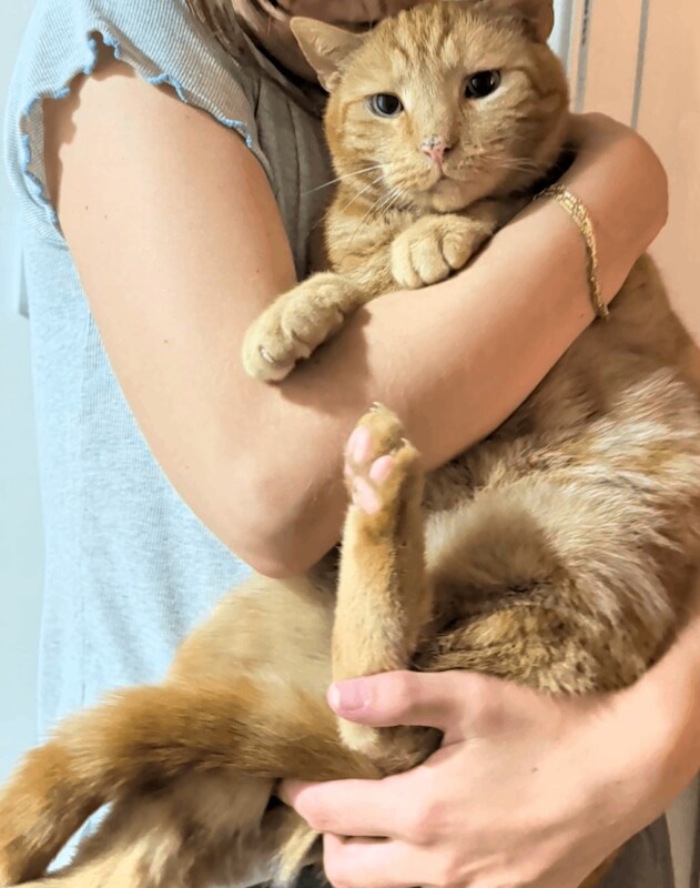 Loving, Low-Maintenance 8-Year-Old Cat Needs a New Home - Image 2 of 3