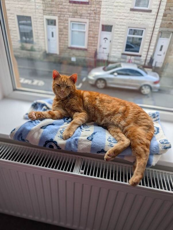 Loving, Low-Maintenance 8-Year-Old Cat Needs a New Home - Image 3 of 3