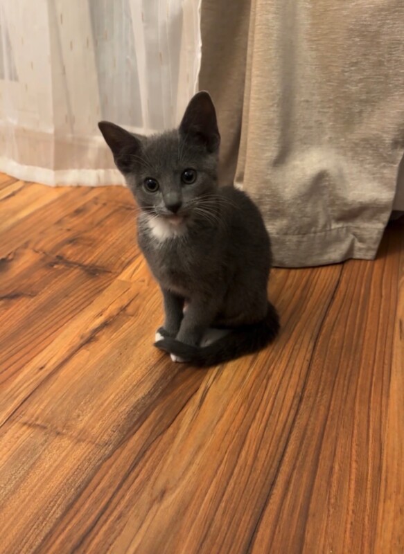 Loving playful kitten (including all kitten essentials)