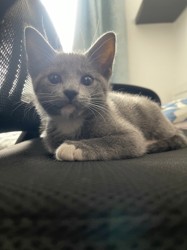 Loving playful kitten (including all kitten essentials) - Image 2 of 4