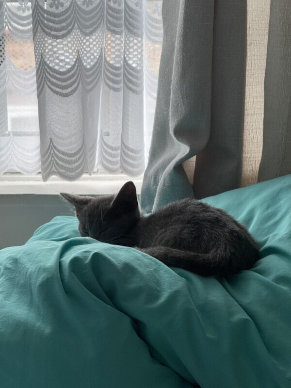 Loving playful kitten (including all kitten essentials) - Image 3 of 4