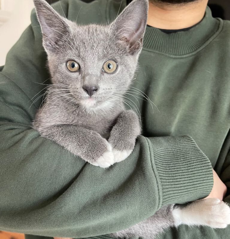 Loving playful kitten (including all kitten essentials) - Image 4 of 4