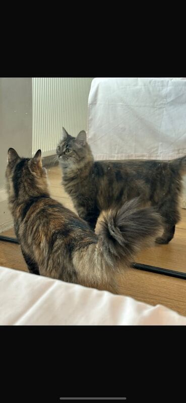 British Shorthair kittens for sale in Edgware, Greater London – 1 year old - Image 2 of 2