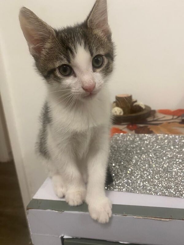 Male for sale in Southwark, Greater London | Image 2