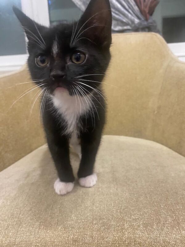 Male for sale in Southwark, Greater London | Image 3