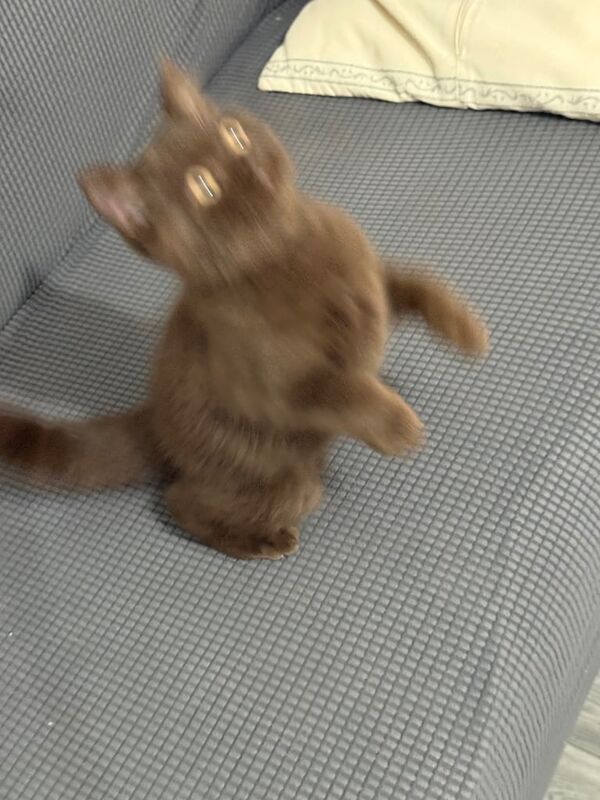 British Shorthair kittens for sale in Rusholme, Greater Manchester – 3 months old