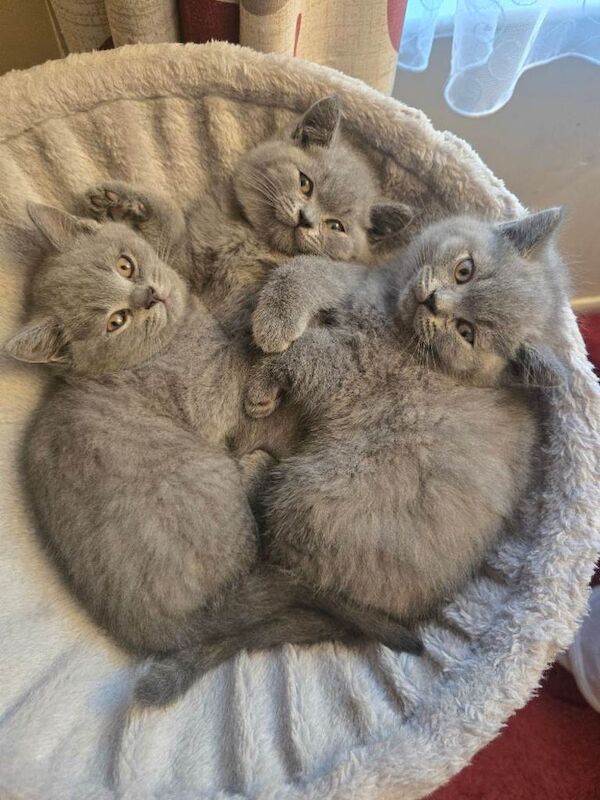 British Shorthair kittens for sale in Wood Green, Greater London – 9 weeks old