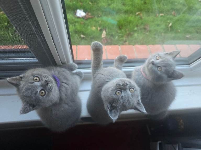 British Shorthair kittens for sale in Wood Green, London – 3 months old - Image 2 of 3