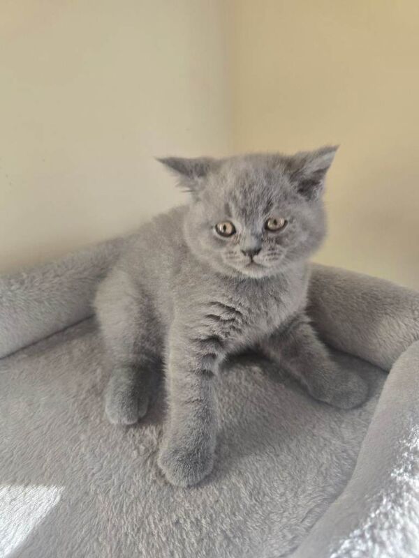 British Shorthair kittens for sale in Wood Green, London – 3 months old - Image 3 of 3