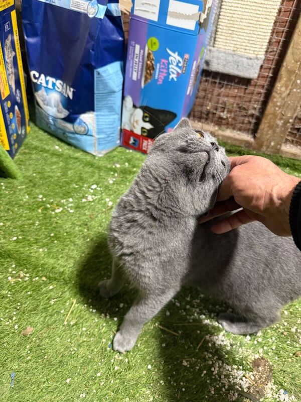 British Shorthair kittens for sale in Swansea – 1 year old - Image 2 of 4