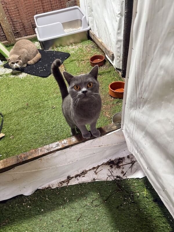 British Shorthair kittens for sale in Swansea – 1 year old - Image 3 of 4