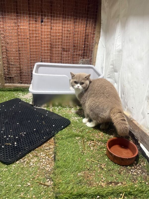 British Shorthair kittens for sale in Swansea – 1 year old - Image 4 of 4