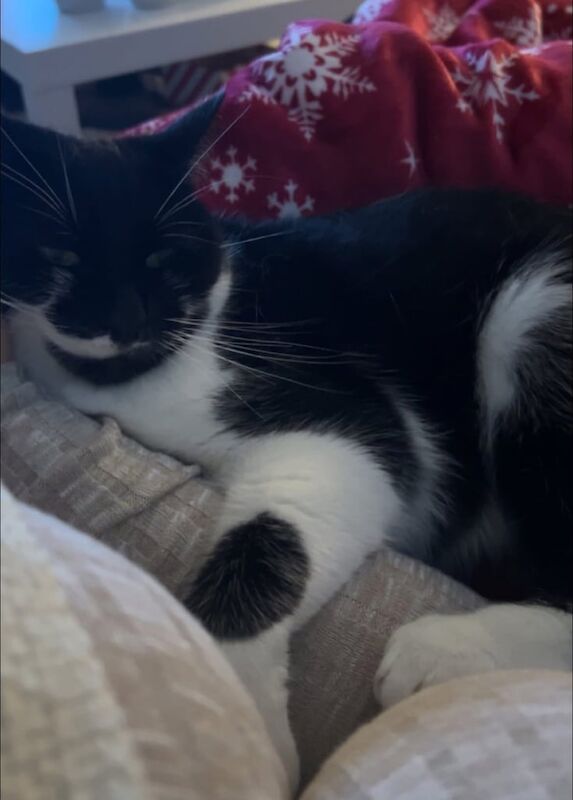 British Shorthair kittens for sale in Nottingham, Nottinghamshire – 3 years old