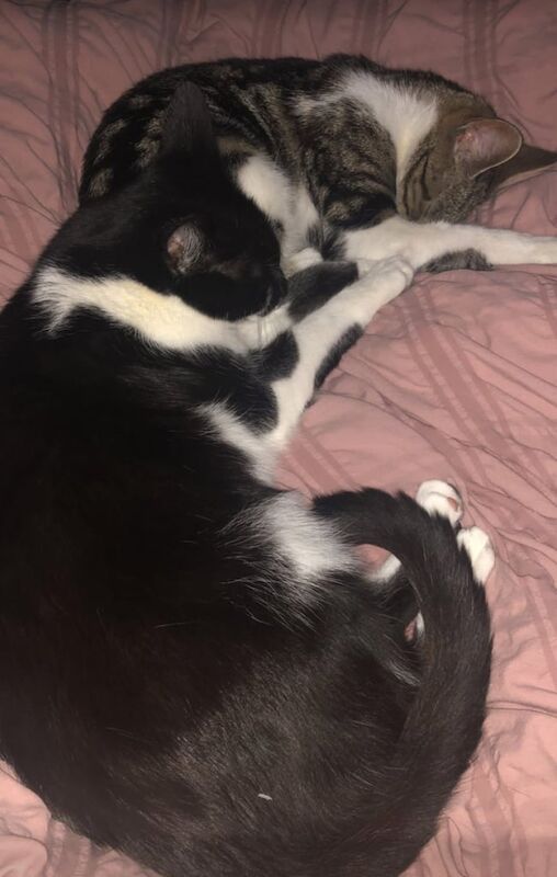 British Shorthair kittens for sale in Nottingham, Nottinghamshire – 3 years old - Image 2 of 4