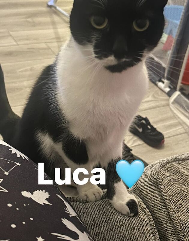 British Shorthair kittens for sale in Nottingham, Nottinghamshire – 3 years old - Image 3 of 4