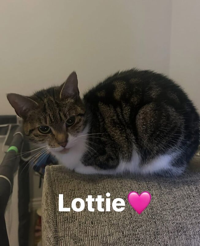 British Shorthair kittens for sale in Nottingham, Nottinghamshire – 3 years old - Image 4 of 4