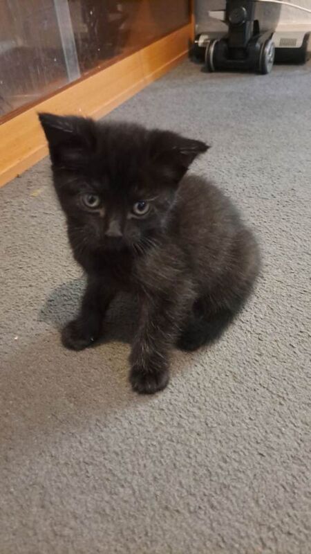 British Shorthair Kittens For Sale
