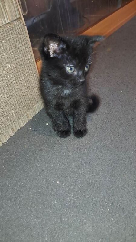Male Black kitten - Image 2 of 3