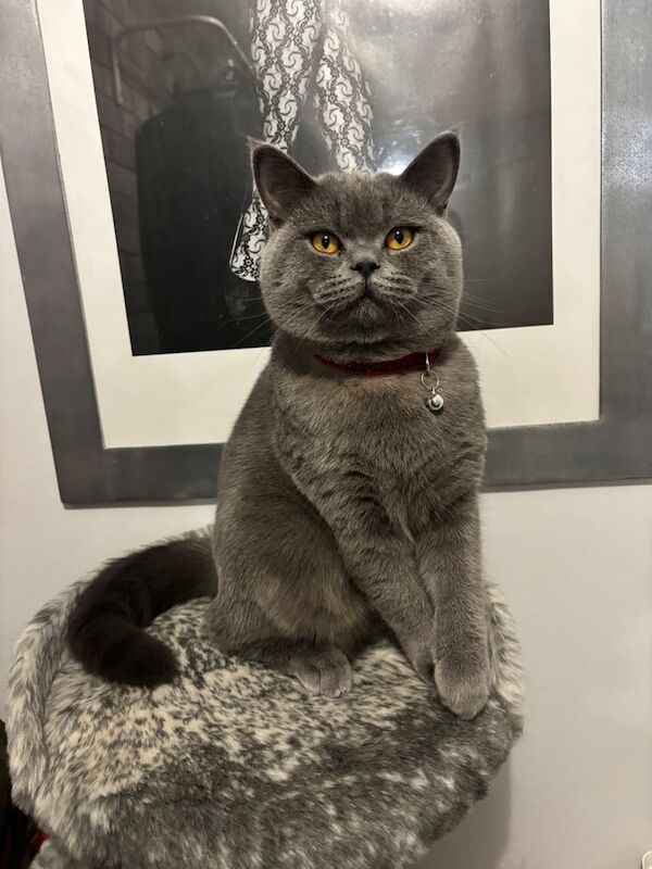 British Shorthair kittens for sale in Kidderminster, Worcestershire – 1 year old - Image 2 of 3