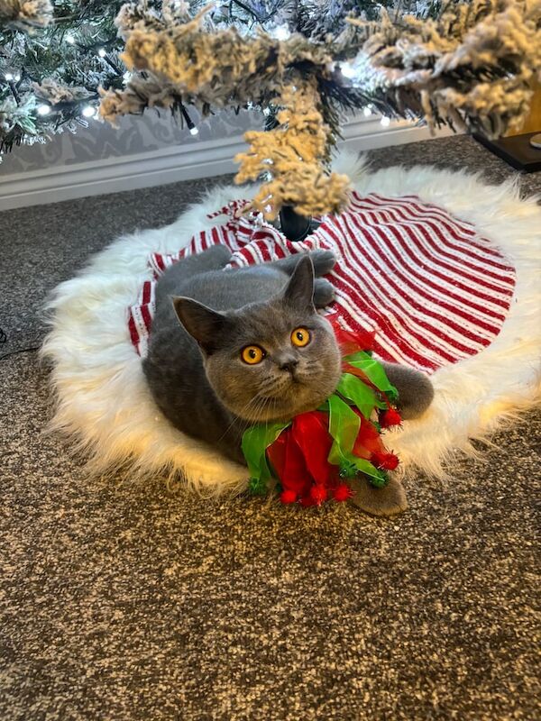 British Shorthair kittens for sale in Kidderminster, Worcestershire – 1 year old - Image 3 of 3