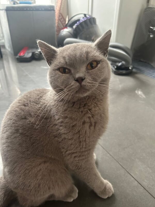 British Shorthair kittens for sale in Salford, Greater Manchester – 1 year old - Image 1 of 3