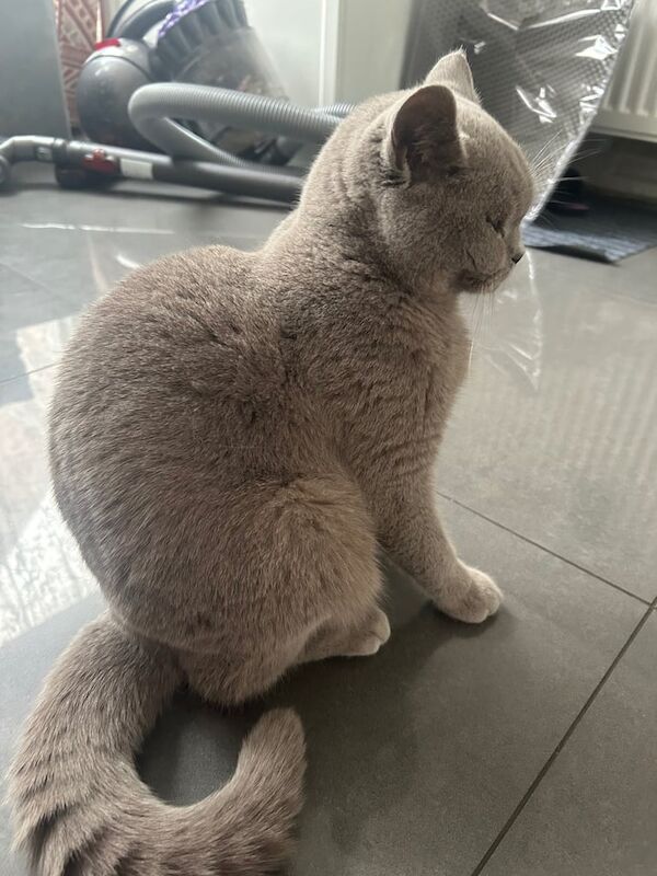 British Shorthair kittens for sale in Salford, Greater Manchester – 1 year old - Image 2 of 3