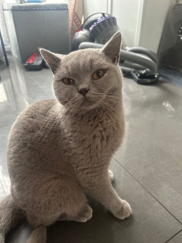 British Shorthair kittens for sale in Salford, Greater Manchester – 1 year old - Image 3 of 3