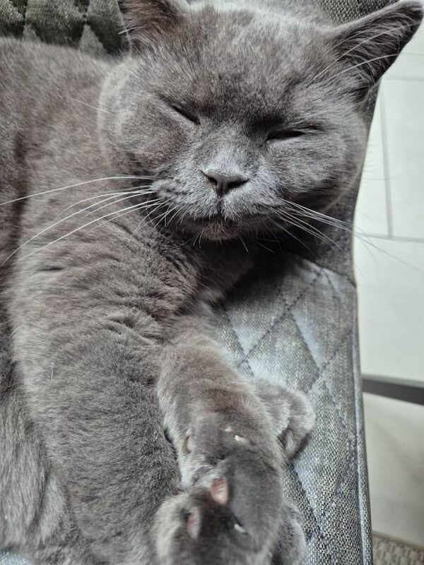 Male british shorthair