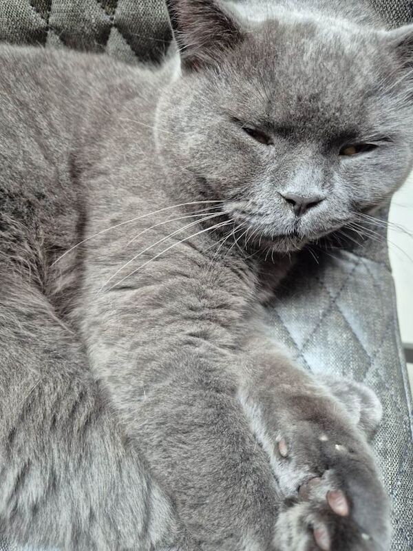 Male british shorthair - Image 2 of 3