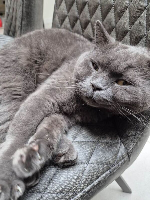 Male british shorthair - Image 3 of 3