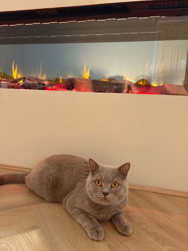 British Shorthair Kittens For Sale