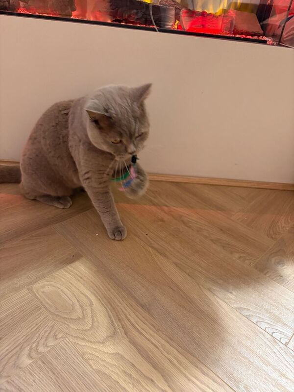 British Shorthair kittens for sale in Bradford, West Yorkshire – 1 year old - Image 3 of 3