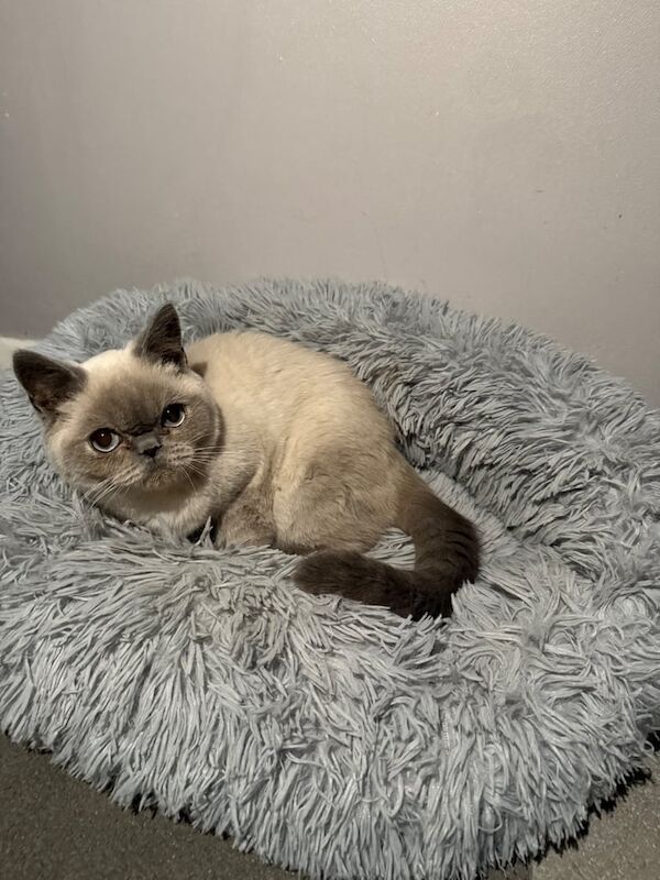 British Shorthair kittens for sale in Hackney, Greater London – 1 year old - Image 2 of 3