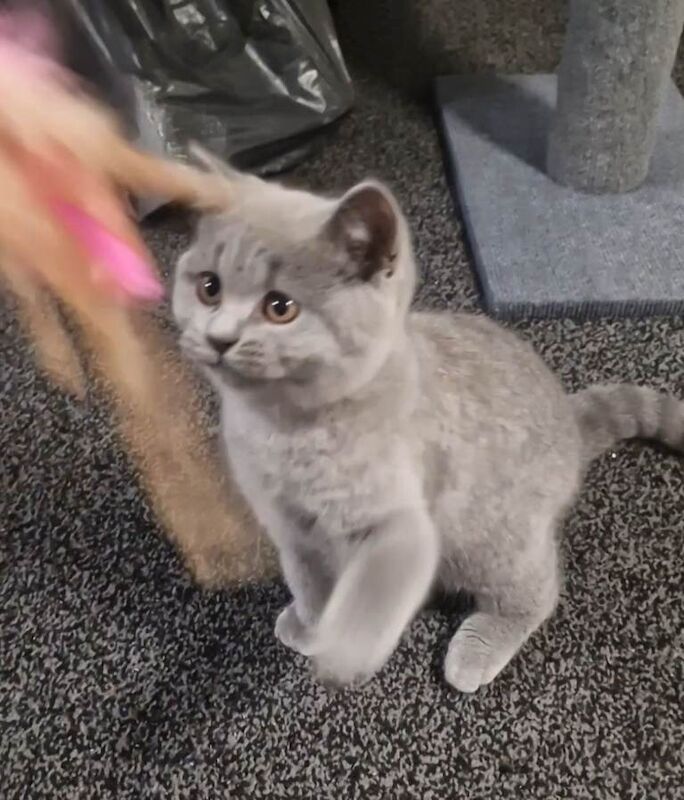 British Shorthair Kittens For Sale