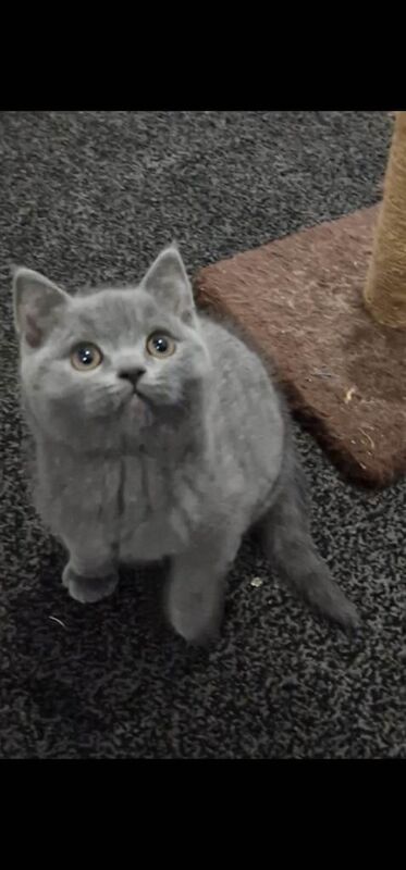 British Shorthair kittens for sale in Accrington, Lancashire – 11 weeks old - Image 2 of 4