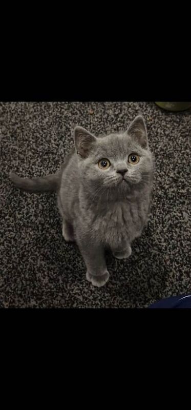 British Shorthair kittens for sale in Accrington, Lancashire – 11 weeks old - Image 3 of 4