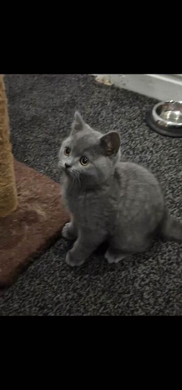 British Shorthair kittens for sale in Accrington, Lancashire – 11 weeks old - Image 4 of 4