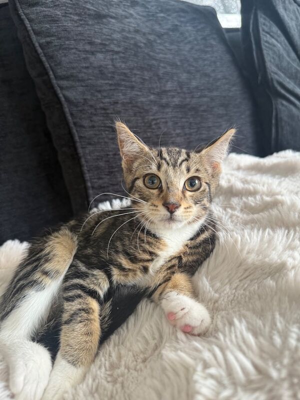 British Shorthair kittens for sale in Redbridge, Greater London – 10 weeks old
