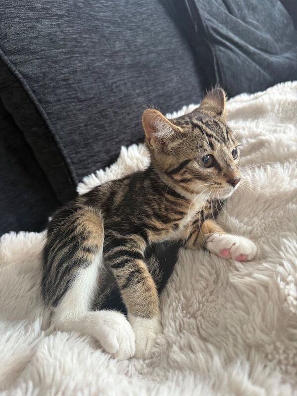 British Shorthair kittens for sale in Redbridge, Greater London – 10 weeks old - Image 3 of 3