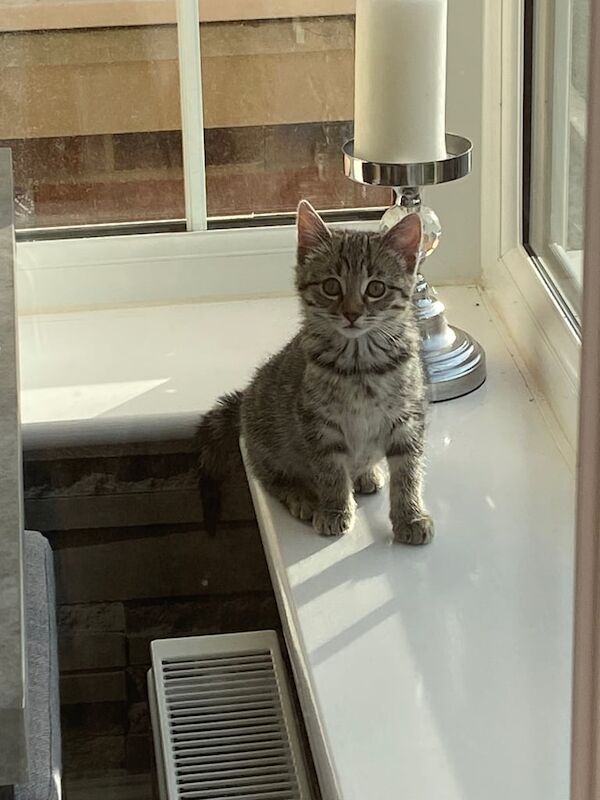 British Shorthair kittens for sale in Barnard Castle, Durham – 11 weeks old