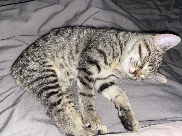 British Shorthair kittens for sale in Barnard Castle, Durham – 11 weeks old - Image 2 of 4