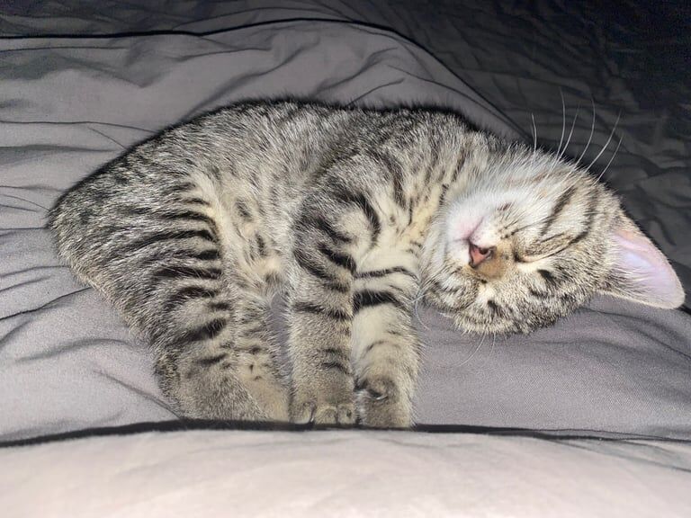 British Shorthair kittens for sale in Barnard Castle, Durham – 11 weeks old - Image 3 of 4