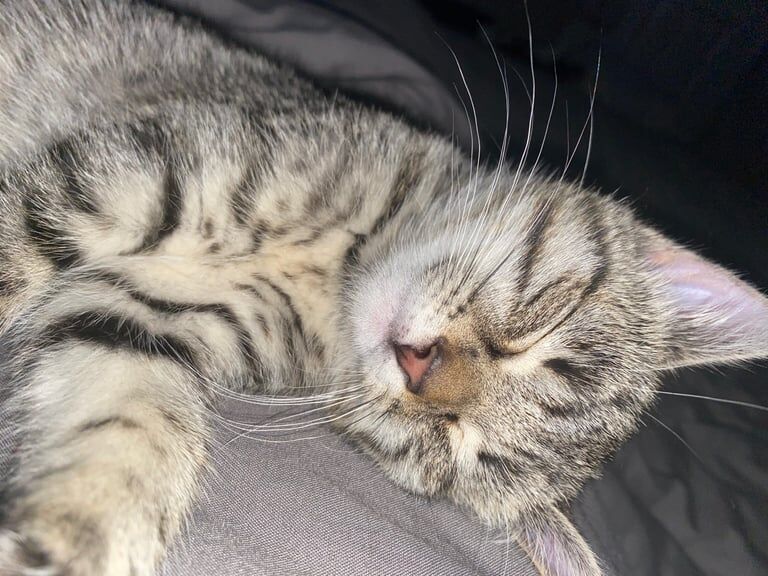 British Shorthair kittens for sale in Barnard Castle, Durham – 11 weeks old - Image 4 of 4