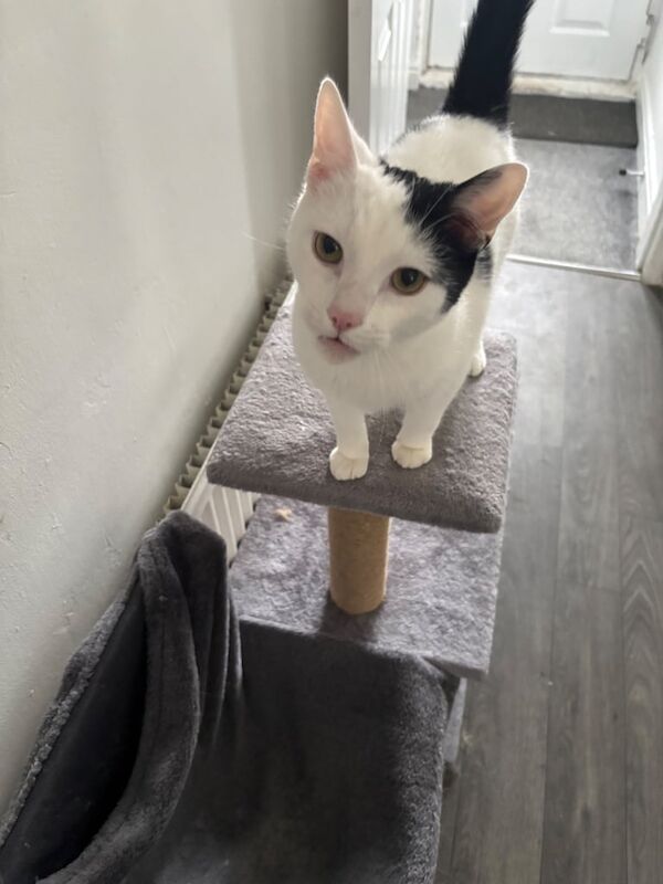 British Shorthair kittens for sale in Hartlepool, Durham – 11 months old