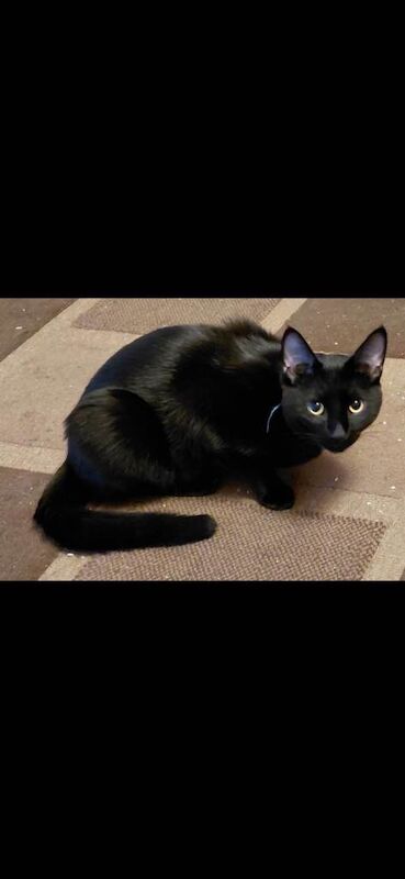 British Shorthair kittens for sale in Didcot, Oxfordshire – 1 year old